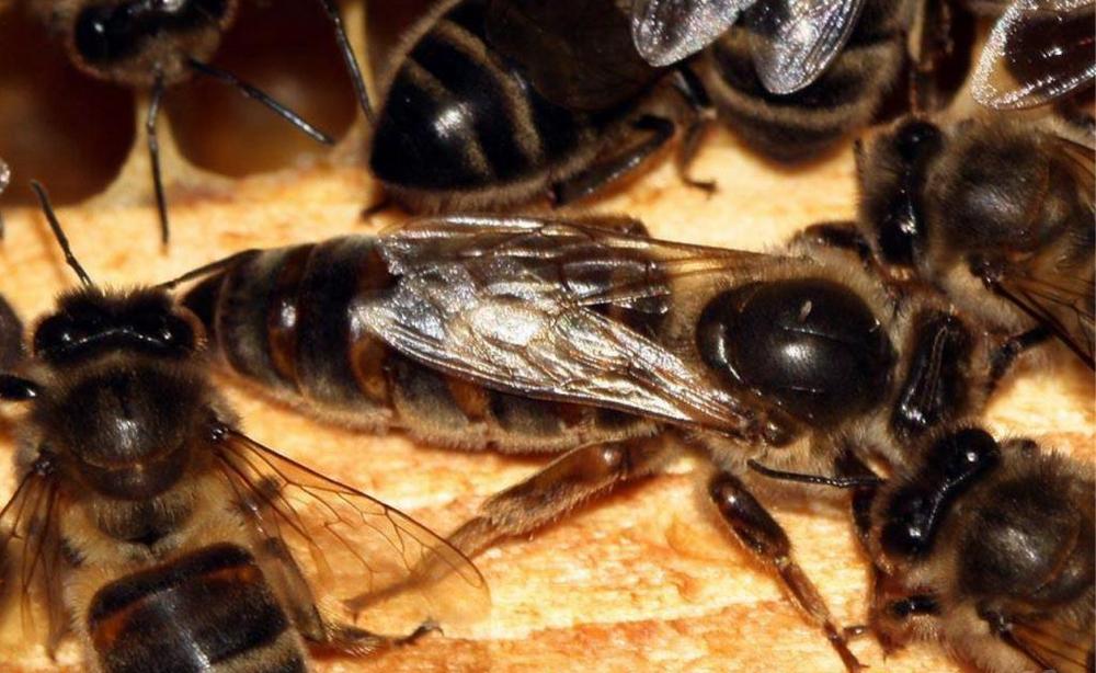 матка среднерусской медоносной пчелы