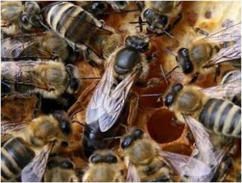 Темная лесная пчела, среднерусская, среднеевропейская порода медоносных пчел Apis mellifera mellifera L. (Black bee)