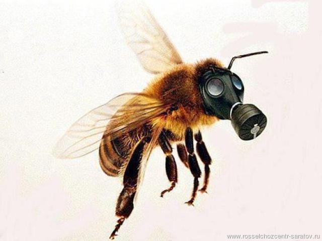 Рекомендации по профилактике и предупреждению отравлений медоносных пчел Кировской области